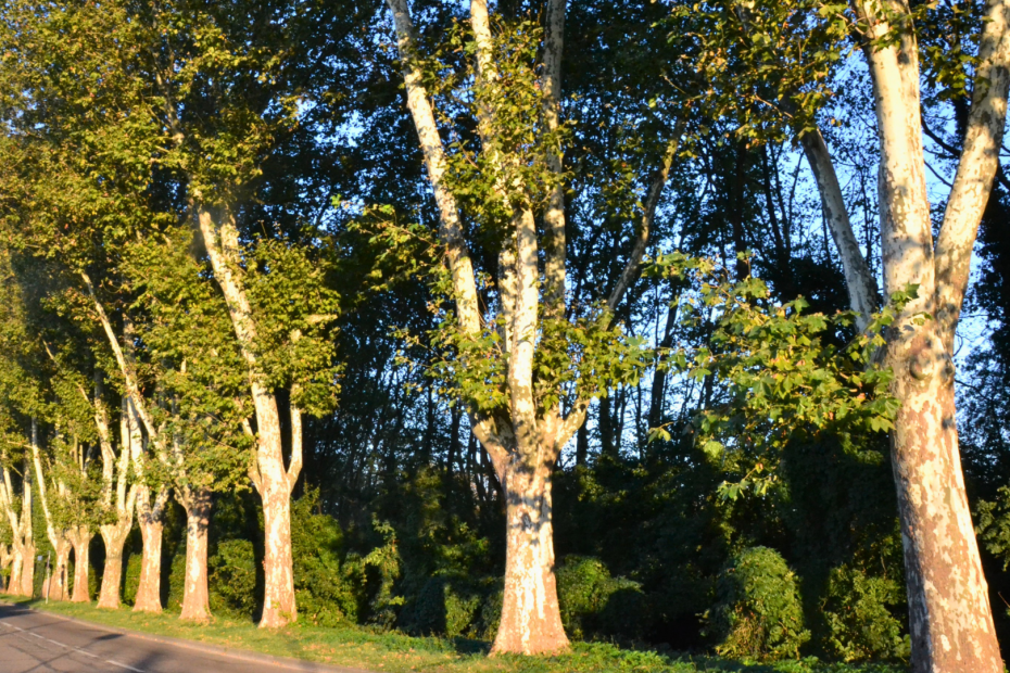 Rangée de platanes le long d'une avenue, Villeurbanne/Lyon