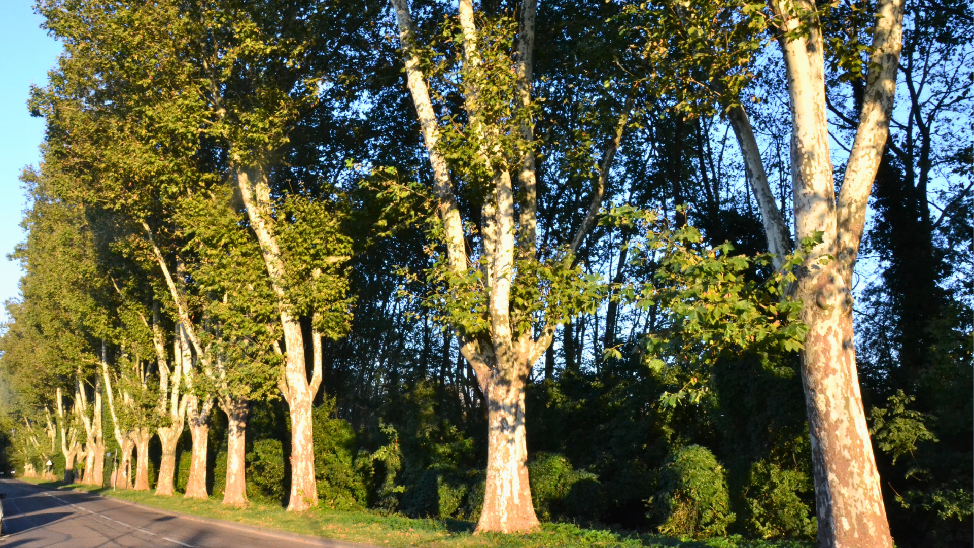 Rangée de platanes le long d'une avenue, Villeurbanne/Lyon